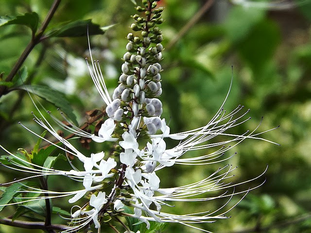 Kumis Kucing-Orthosiphon aristatus | Alang alang Hijau