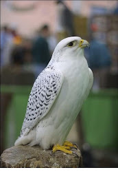 falcon birds peregrine types hawks dublin latifa