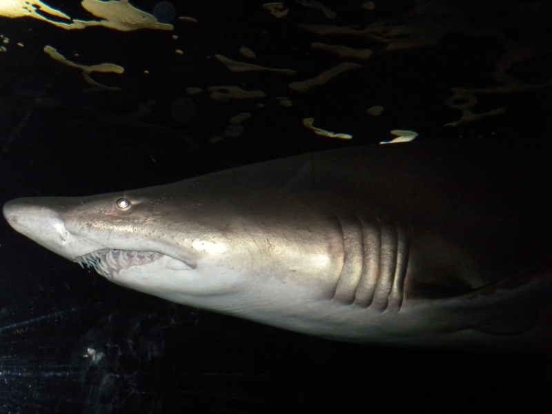 The Zoo Review Zoo Review National Aquarium in Baltimore