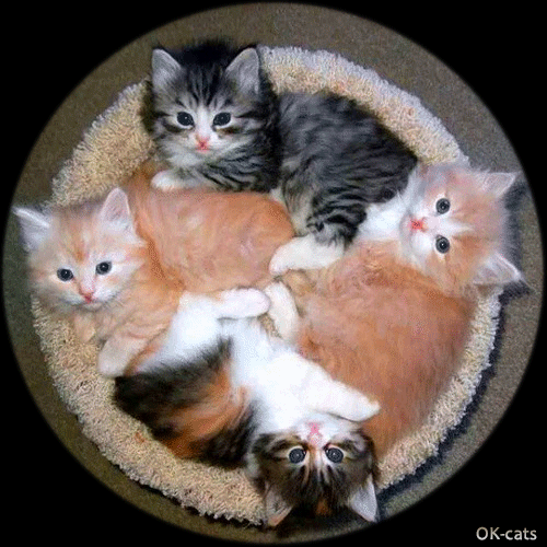 Art Kitten GIFwith caption • 4 fluff balls in basket spinning around in circles. Super high speed, funny ears. Art Kitten GIFwith caption • 4 fluff balls in basket spinning around in circles. Super high speed, funny ears.