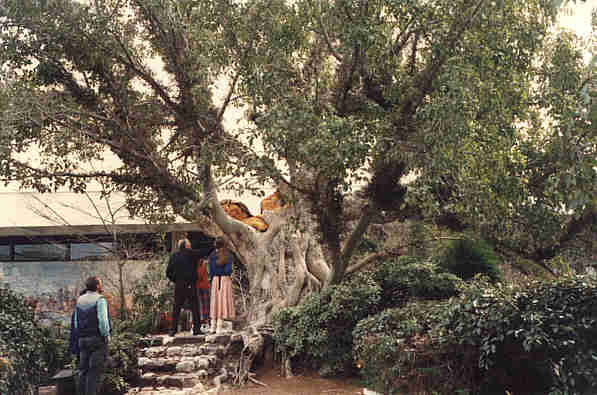 علـوم الإسـلام صور لشجرة الغرقد اليهودية