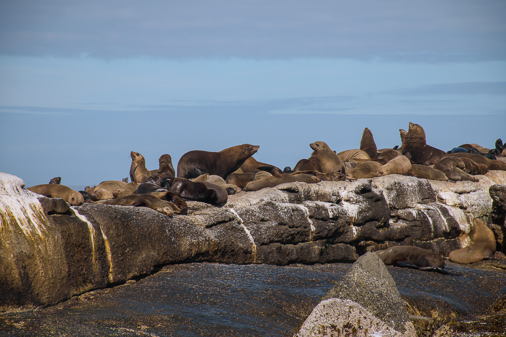 seal island cape town south africa seals in seal island and boulders beach cape town south africa