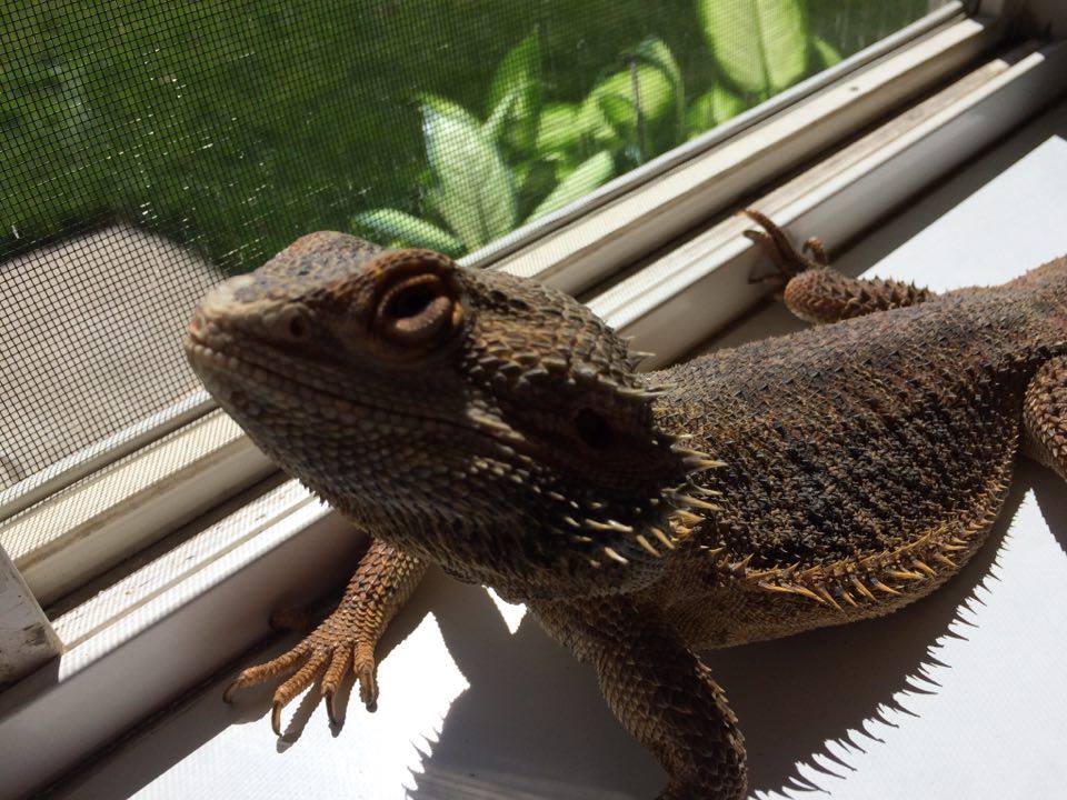 bearded-dragon-sick