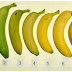 DO YOU KNOW WHICH BANANA IS HEALTHIEST OF THESE SEVEN?