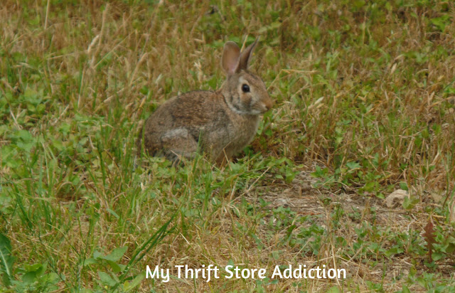 bunny visits Secret Garden Herbs