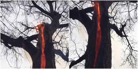 13+ Arti Mimpi Pohon Terbakar