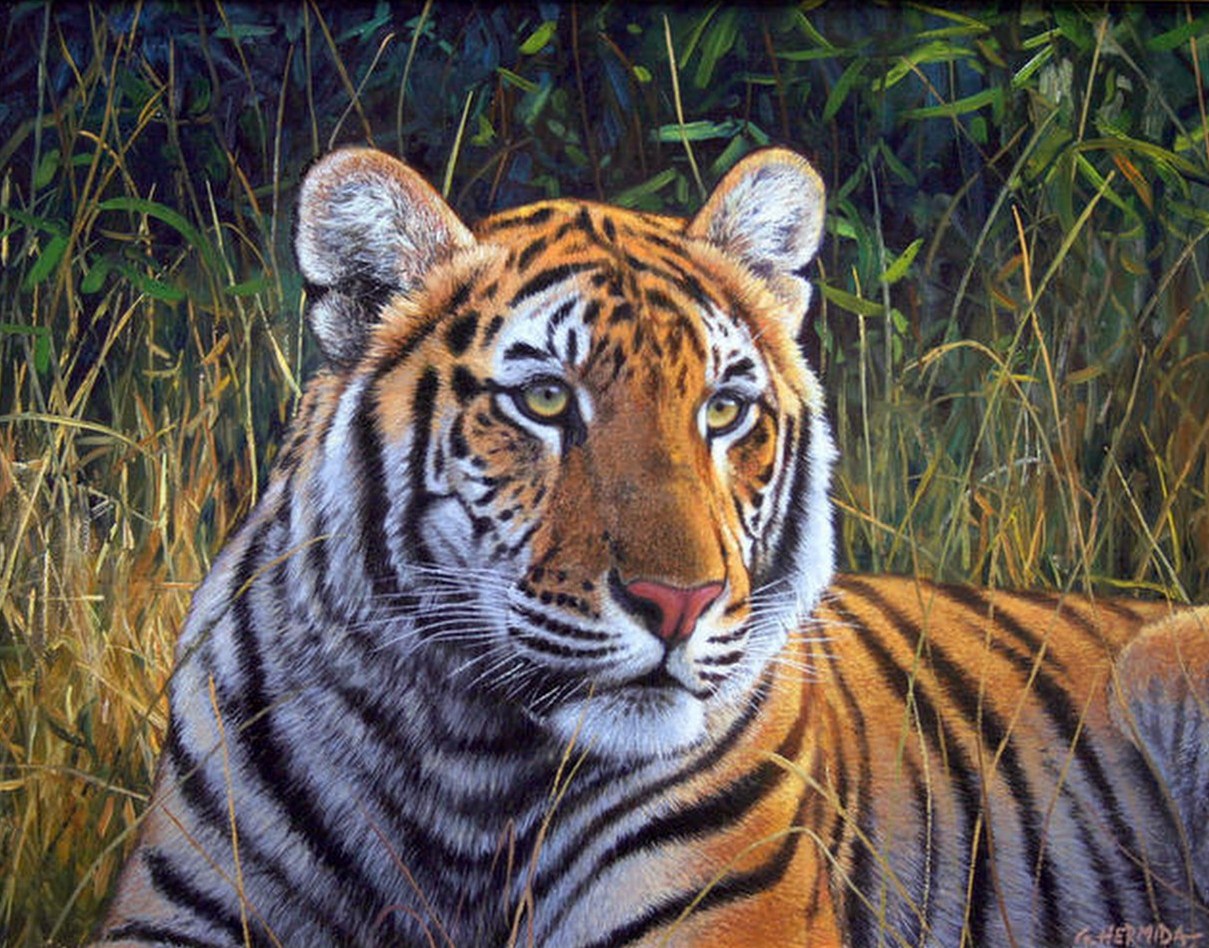 tigres al óleo pintor gabriel hermida bonitos cuadros de tigres