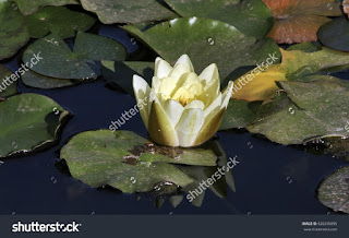 water lily, botanic garden of Tenerife Canary islands,pink water lily, botanic garden water lily, botanic garden of Tenerife Canary islands,pink water lily, botanic garden