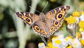 butterfly butterfly