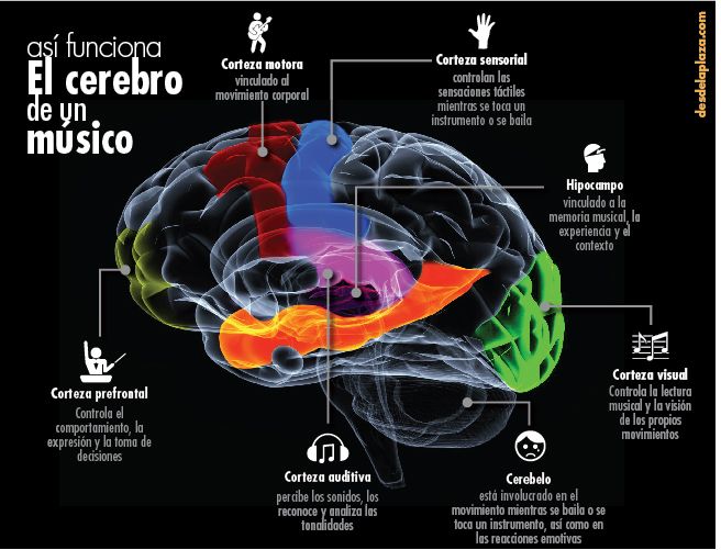 Qué ocurre en nuestro cerebro cuando escuchamos música. – Revista Rezuma Azud
