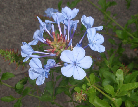 plumbago