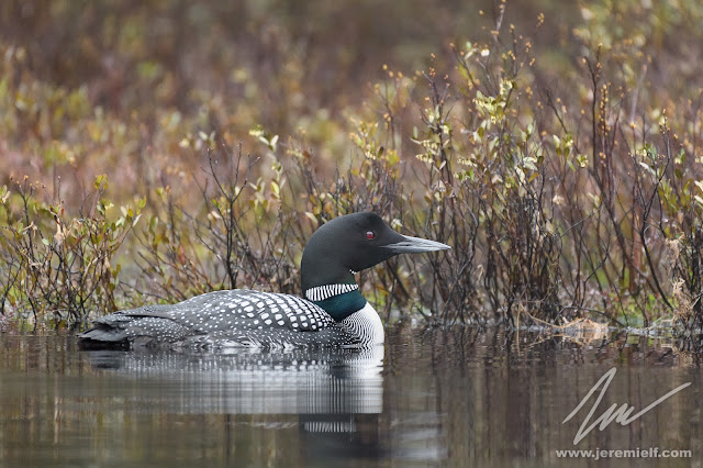 photographie, jeremie leblond-fontaine, kayak, parc national de la mauricie, faune sauvage, oiseaux, animaux, quebec, canada, huards, orignaux, urubus à tête rouge