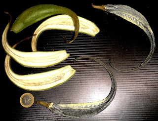 Proboscidea sabulosa The drupelets and fleshy coverings