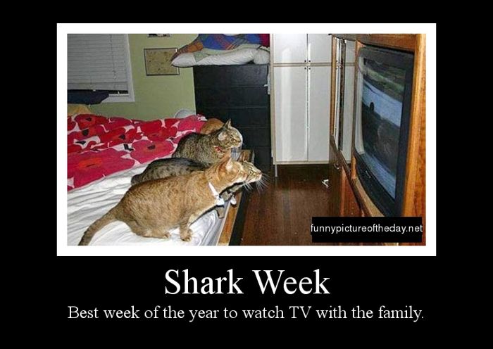Funny-Shark-Week-Cats.jpg