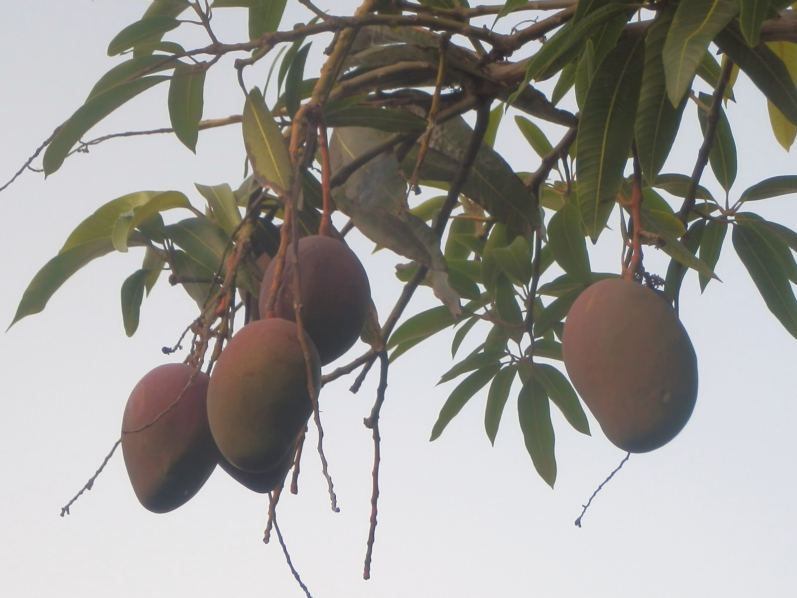 Die Mango