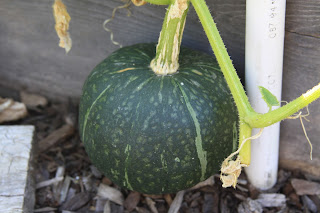 winter squash