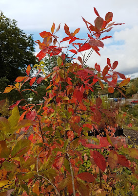 Nyssa sylvatica Nyssa sylvatica