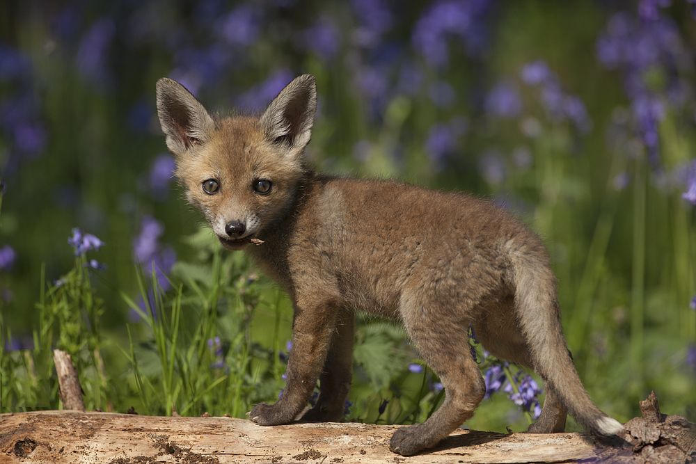 13. Fox Cub in the Bluebells