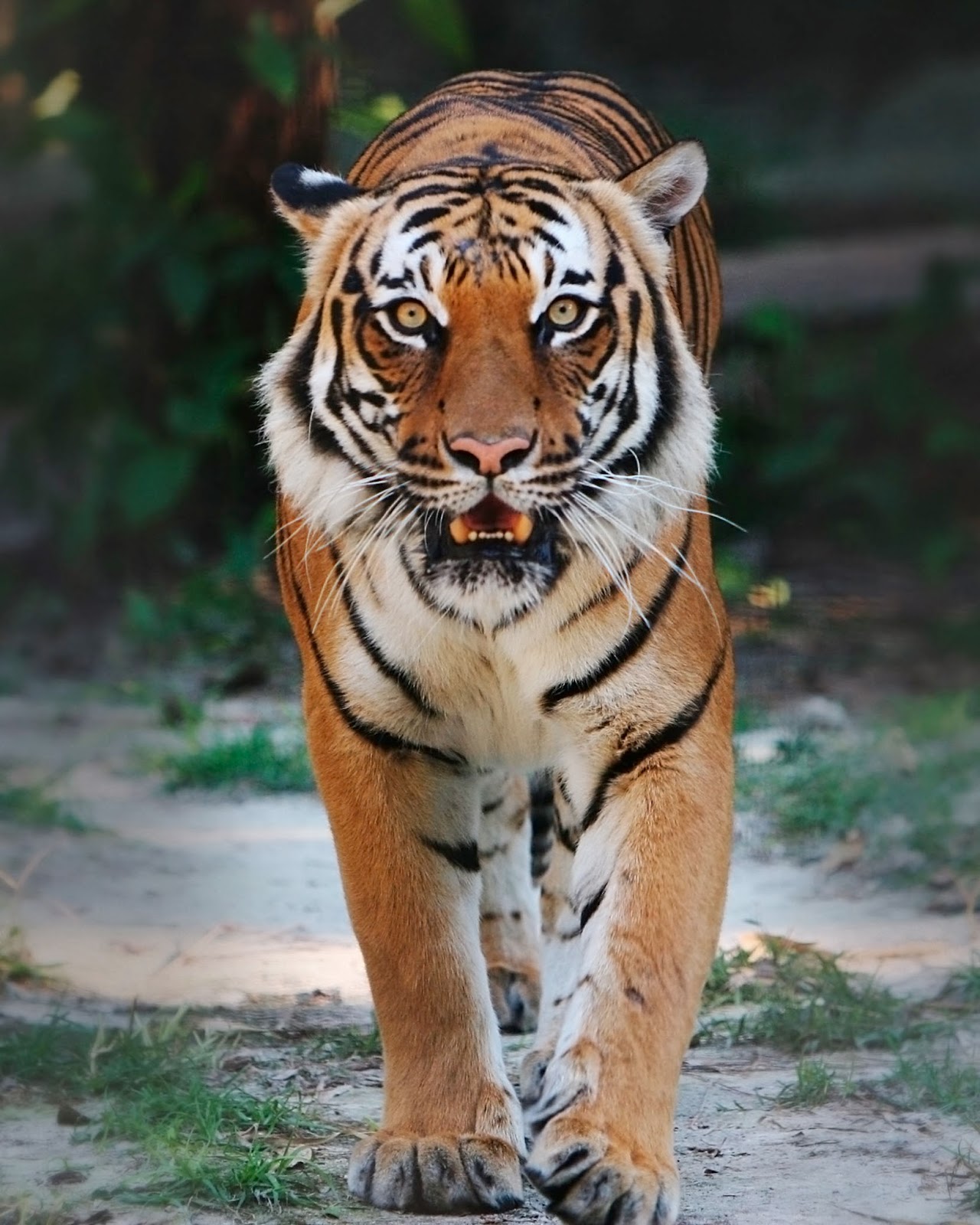 22+ Gambar Harimau Untuk Wallpaper, Koleksi Cemerlang!