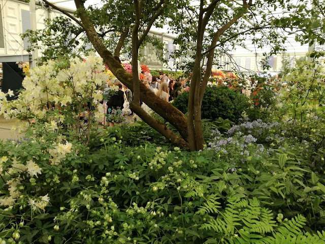 The Weston Garden, Tom stuart-Smith Chelsea Flower Show 2018, ogród leśny