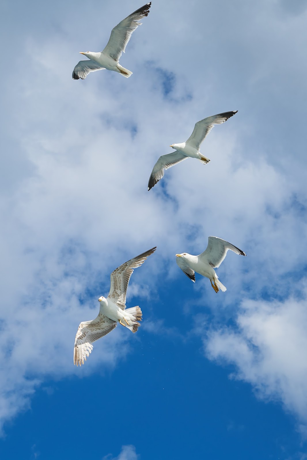 Picture of migrating seagulls. Picture of migrating seagulls.