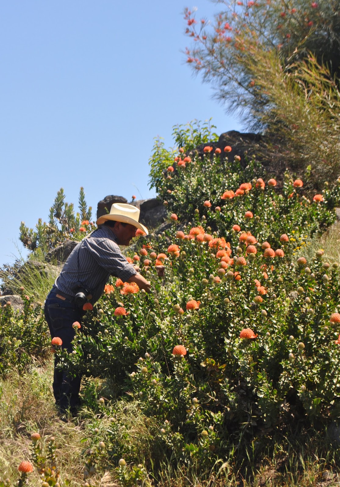 A Passion for Flowers: In the Field: Leucospermum Flame Giant