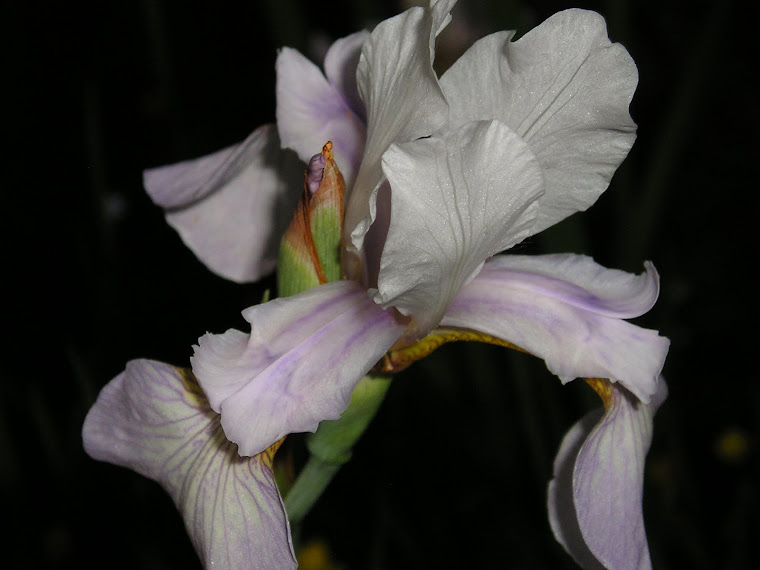 Cross breed iris