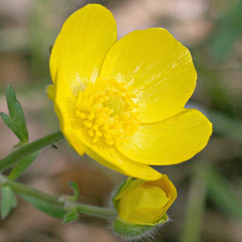 buttercup flower wallpaper buttercup flower wallpaper