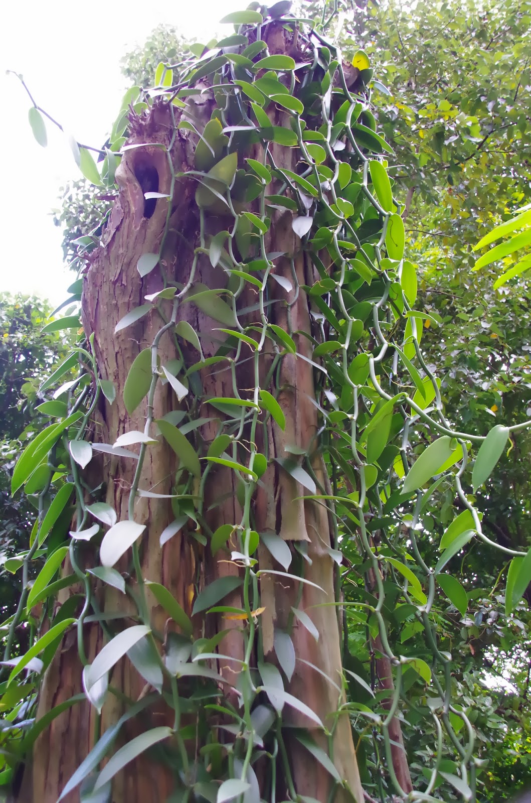 Trees and Plants Vanilla plant