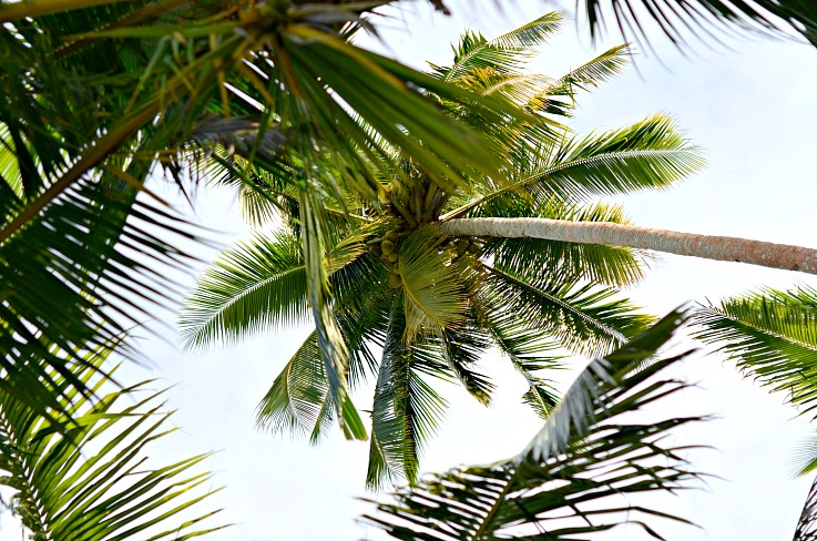 Palm trees Kei kecil, Maluku, Indonesia