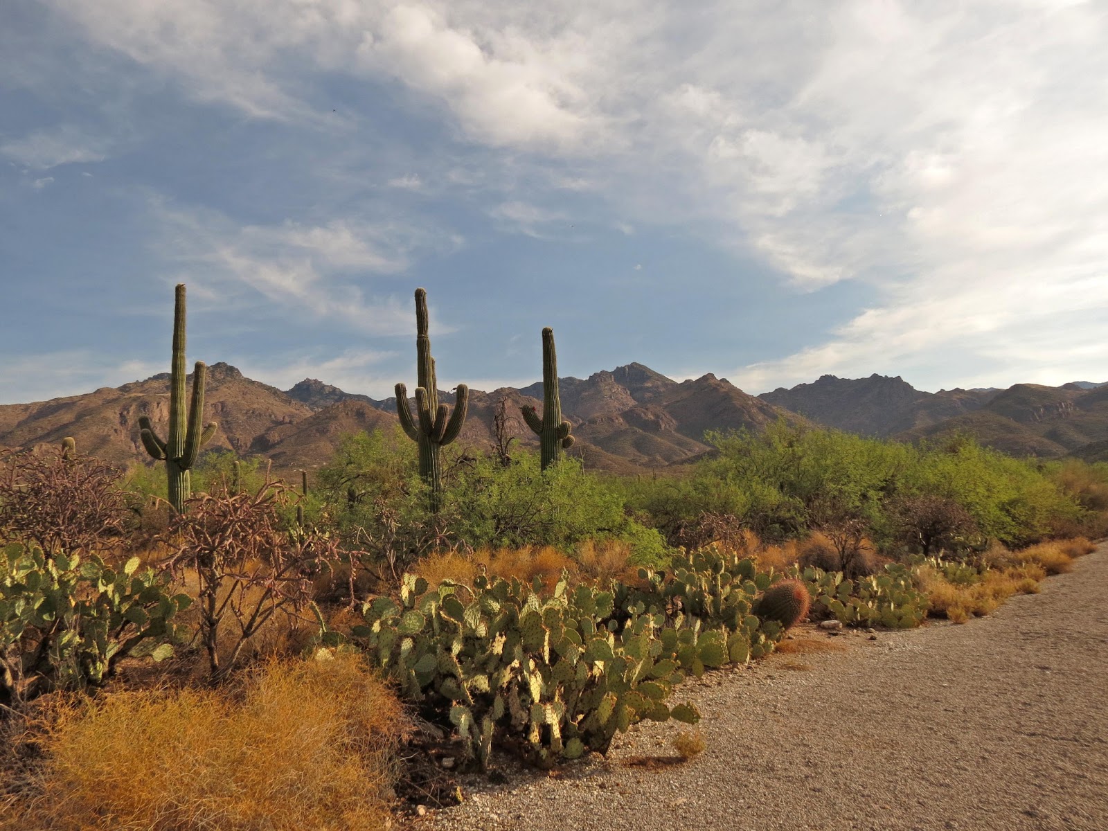 Desert Colors: Rain