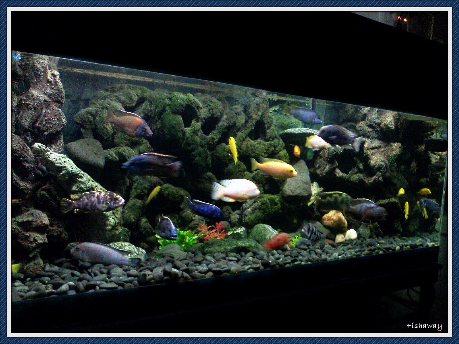 Fishaway Aquarists Cichlid Aquarium Keeping