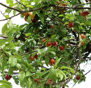 Loads of low hanging fruit Loads of low hanging fruit