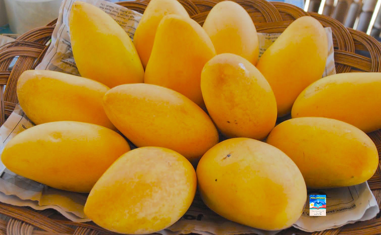 WORLD'S SWEETEST MANGO AND SWEETEST FRUIT PHILIPPINE CARABAO MANGO