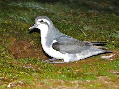 Thin billed Prion