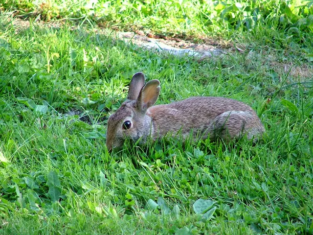 Sharpe Cove rabbit