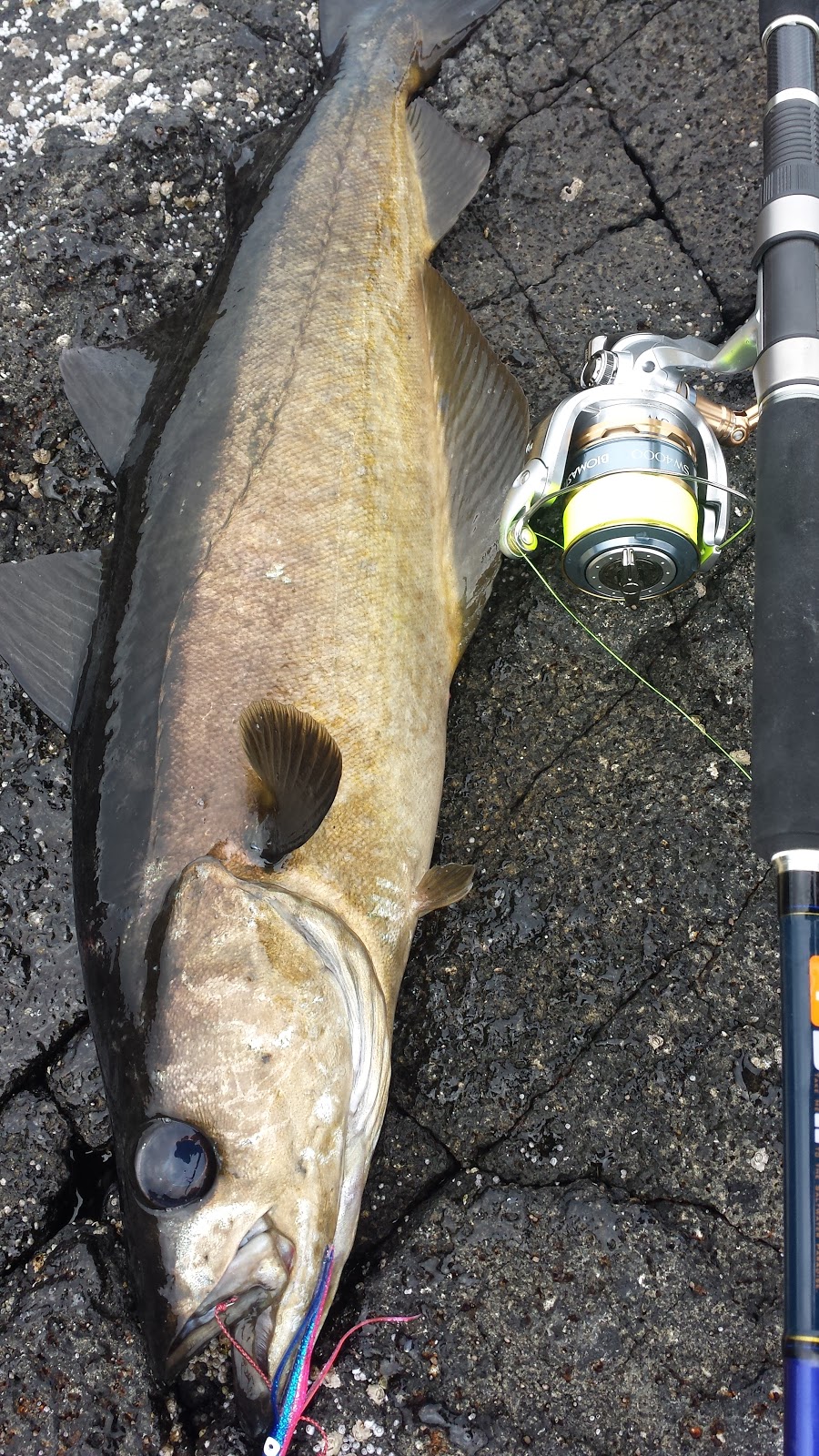 Luremaniac! Light Shore Jigging setup completed...