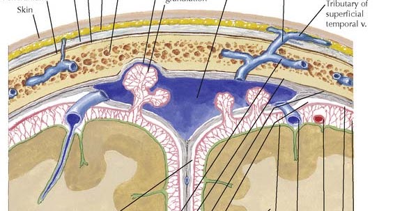 Human Anatomy Lessons: The Scalp