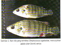  sering terjadi pada budidaya ikan air laut  Penyakit ikan : Penyakit Streptococciasis