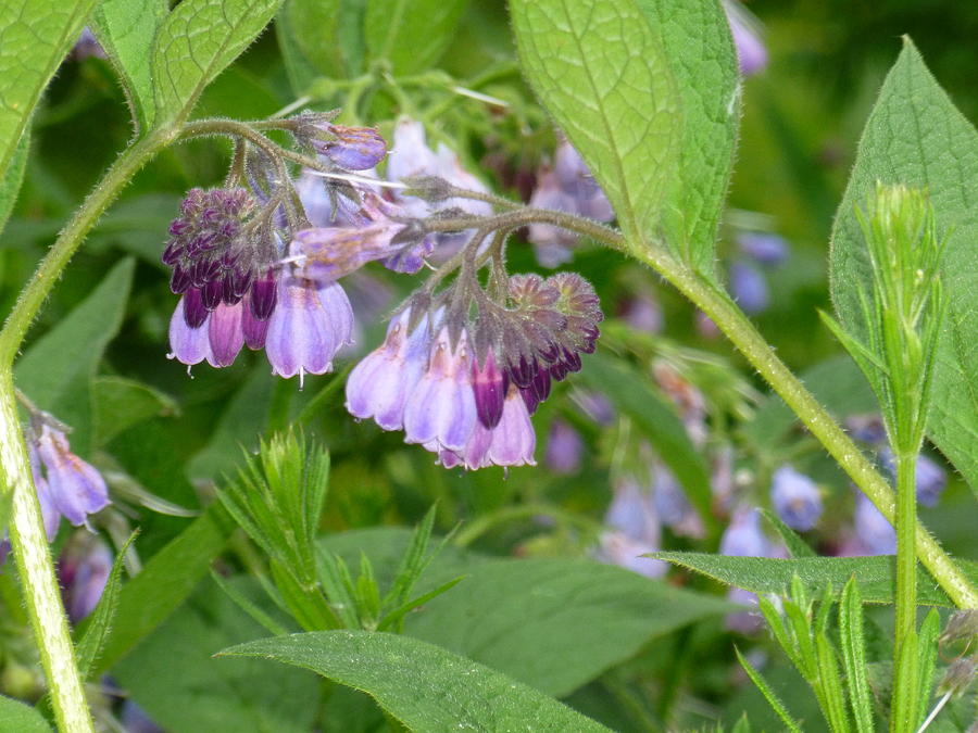 Comfrey to get rid of lower back pain