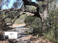 Trail Bench