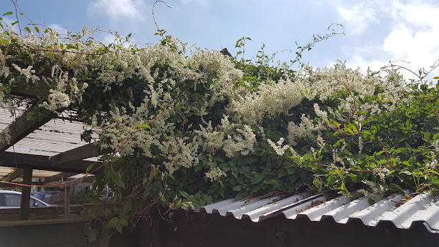How to grow Polygonum baldschuanica Specimen Polygonum baldschuanica with white flowers