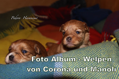 Havaneser Welpen - Foto Album