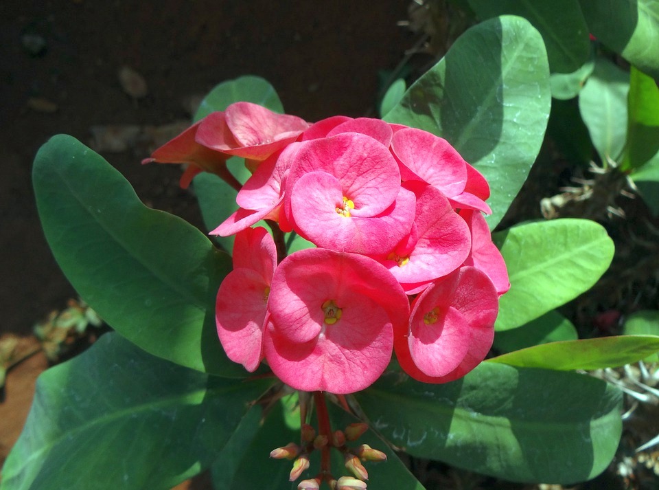 5 Tanaman Hias Paling Populer di Indonesia - Rumah Petani