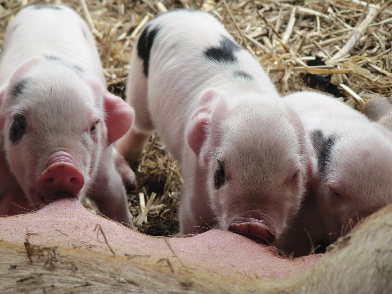 The Fordhall Initiative Diary: Piglets and Party