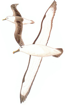 Yellow nosed Albatross