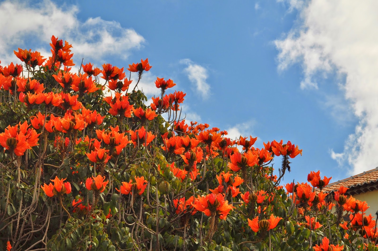 Jardins da Madeira | Flores, cores, odores - O Berço do Mundo