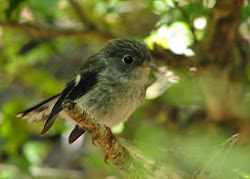 tomtit explanations exclamations flickr