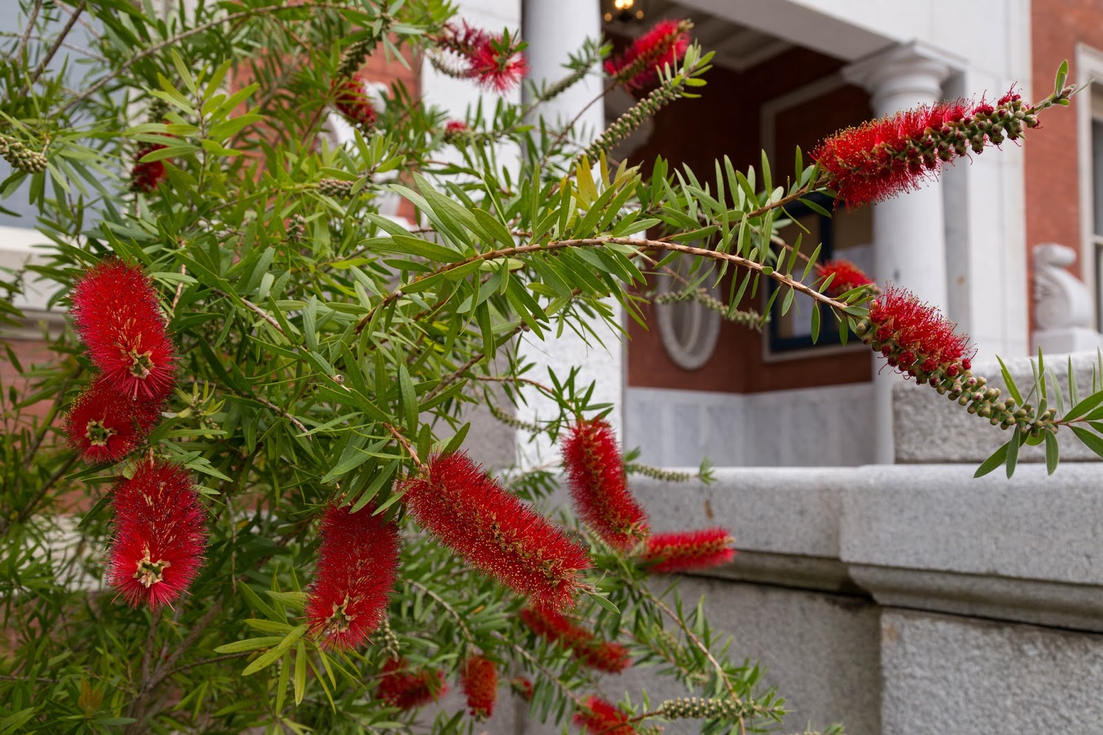 Charleston Daily Photo Blooming bottle brush tree