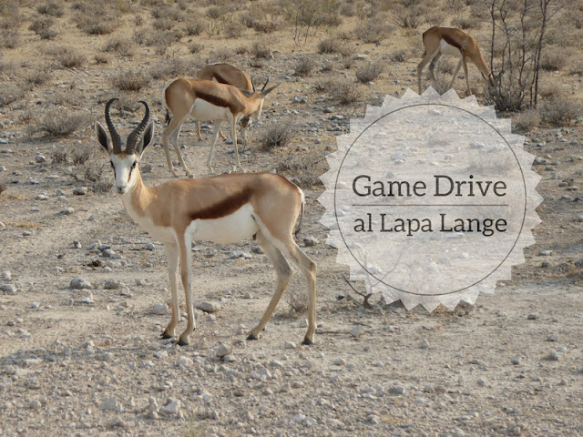 Game drive al Lapa Lange in Namibia